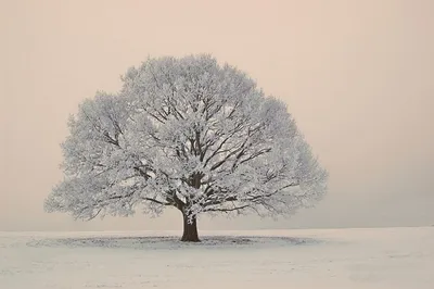 Дубовая красота: Фотография зимнего леса