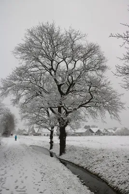 Под снежным одеялом: Изображение дуба в зимнем пейзаже