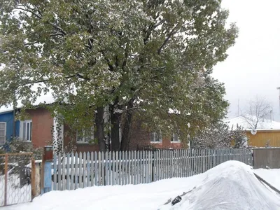 Фотография зимнего дуба: Великолепие холодного времени года