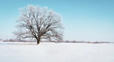 Леденящая красота: Фотография зимнего дуба