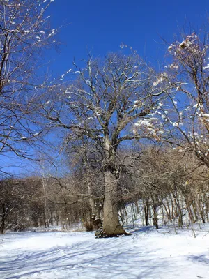 Дубовый лес в зимнем убранстве: Фотография природы