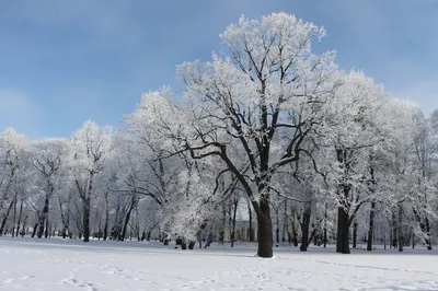 Белоснежная зима: Картинка дуба в снегу