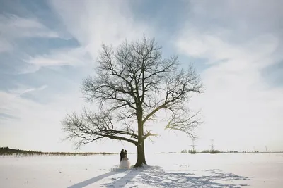 Зимний пейзаж с дубом: Фотоальбом зимней природы