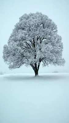 Фотография зимнего дуба: Ледяная симфония природы