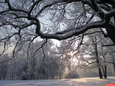 Заснеженный дуб: Фотография зимнего красавца