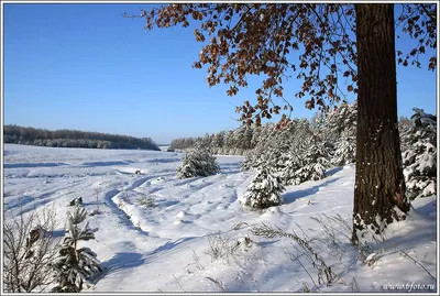 Дуб в зимнем наряде: Фото природы зимой