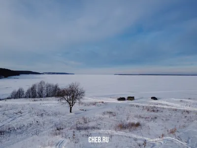 Зимний дуб в объективе: Фотография природы зимой