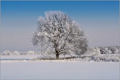 Белый лес: Фото дуба в заснеженной красоте