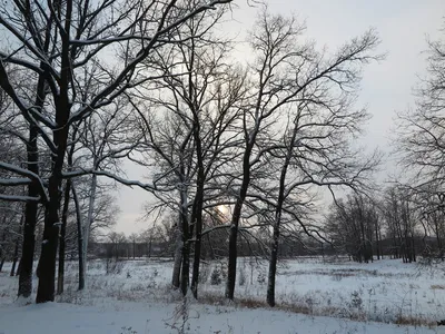 Дуб в ледяной короне: Фото зимнего леса