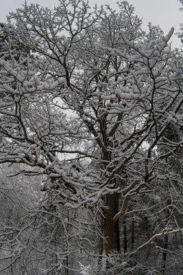 Фото зимнего дуба: Изысканная красота зимней природы