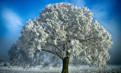 Зимний пейзаж с дубом: Фотография природы