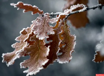 Фотка зимнего дуба: Красота природы в холоде