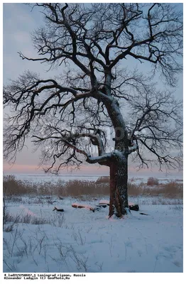 Изумительный зимний дуб: Фотоальбом природы