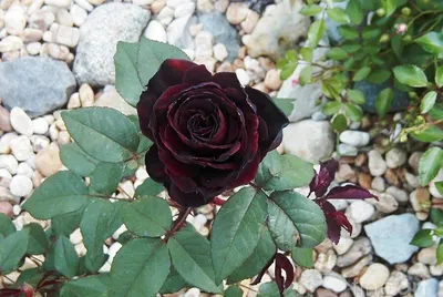 Духи черная роза: фотографии в формате png