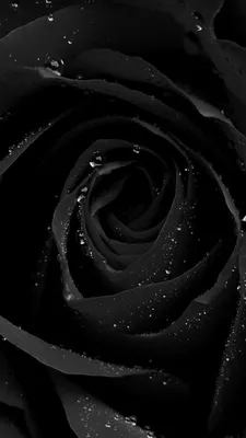 Фото: черная роза в формате webp для скачивания