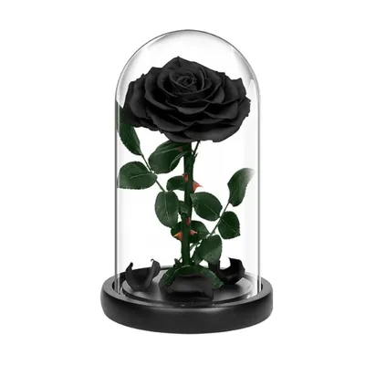 Картинки черной розы: выбирайте формат и размер по своему вкусу