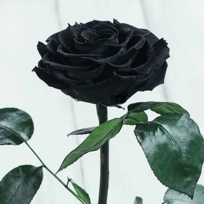 Изображение розы  черная роза : различные варианты форматов и размеров для загрузки