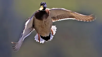 Искусство фотографии: лучшие снимки Дутышей