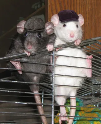 Две крысы  фото
