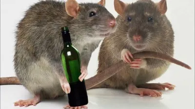 Фотка с крысами: Небольшой размер, PNG 