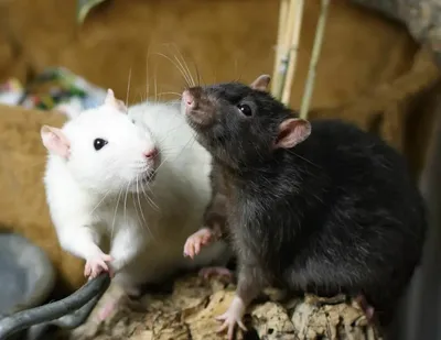 Изображение Две крысы: Средний размер, WebP 