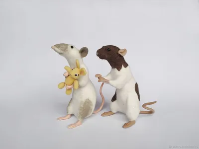Картинка с двумя крысами: Скачать в формате WebP 