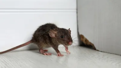 Две крысы: Фото для скачивания, JPG 