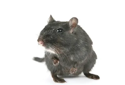 Фотка крыс: Малый размер, PNG 