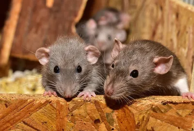 Две крысы: Фото в формате PNG 