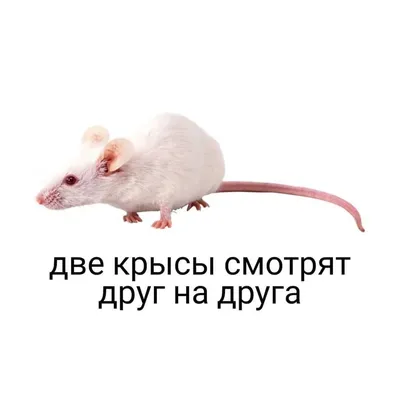 Фотка с крысами: Скачать в формате PNG 
