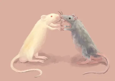 Фото Две крысы: Высокое качество, PNG 