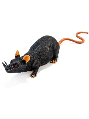 Фотография крыс: Оригинальный размер, JPG 