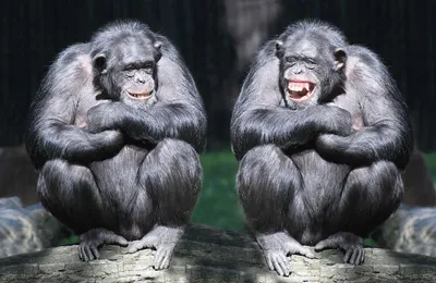 Две обезьяны: Яркий дуэт в новом формате (Скачать бесплатно в HD)