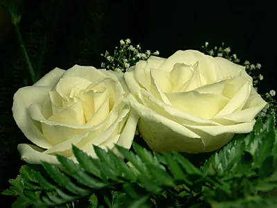 Картинка с красивыми розами - png