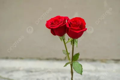 Фотка с двумя розами в высоком разрешении - jpg