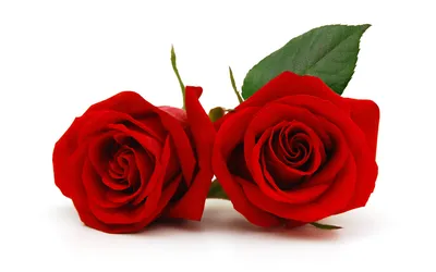 Изысканные розы на картинке - png