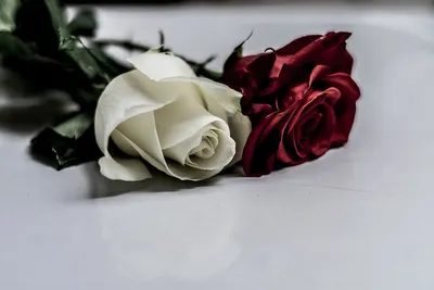 Фото с двумя красными розами - png