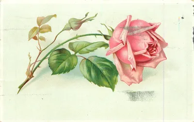 Красивое изображение с двумя розами в формате webp