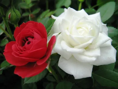 Уникальное фото с двумя розами в формате webp