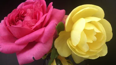 Фотка с двумя розами в ярком освещении - jpg