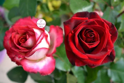 Фотография с двумя розами для скачивания - jpg
