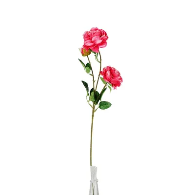 Фото с двумя розами в формате webp