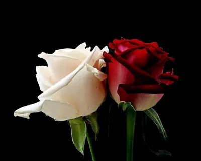 Красивые розы в различных размерах - jpg