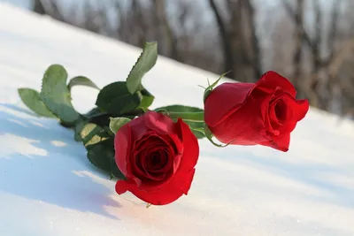 Две розы на фото в формате webp