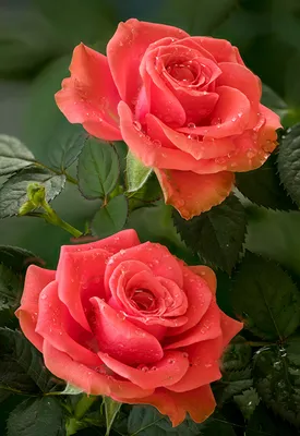 Великолепные розы на картинке - jpg