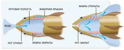 Интересные фото двоякодышащих рыб: различные ракурсы и моменты