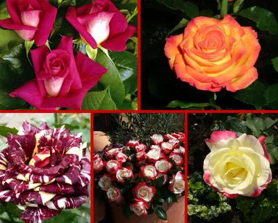 Разноцветные розы двух оттенков варианты скачивания jpg, png, webp