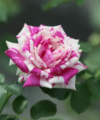 Фото двухцветных роз различных сортов в формате jpg