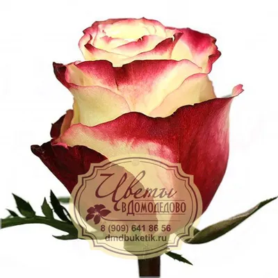 Превосходные фотографии двухцветных роз в высококачественном jpg