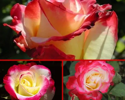 Уникальные картинки двухцветных роз в формате png на ваш выбор